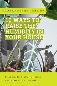 10 ways to raise the humidity in your house