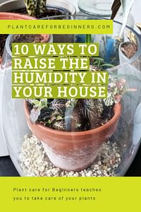 10 ways to raise the humidity in your house