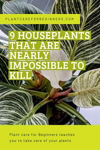 9 houseplants that are nearly impossible to kill