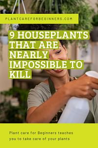 9 houseplants that are nearly impossible to kill