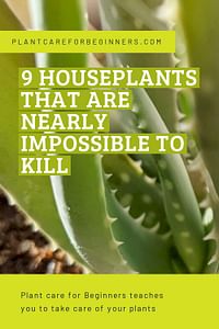 9 houseplants that are nearly impossible to kill