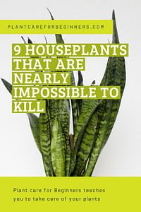 9 houseplants that are nearly impossible to kill