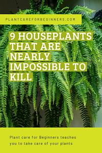 9 houseplants that are nearly impossible to kill
