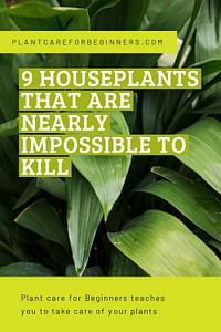 9 houseplants that are nearly impossible to kill