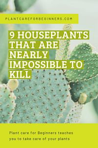 9 houseplants that are nearly impossible to kill