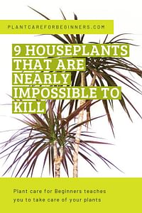 9 houseplants that are nearly impossible to kill