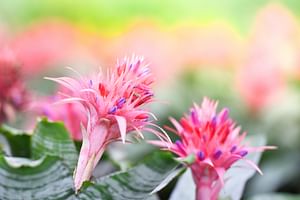 Aechmea fasciata (Urn Plant)