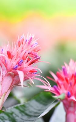 How to care for an Aechmea fasciata (Urn Plant)