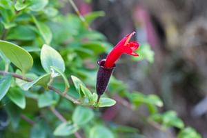Aeschynanthus (Lipstick Plant)