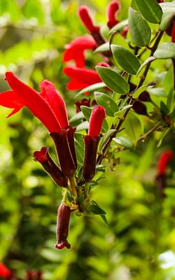 How to care for an Aeschynanthus (Lipstick Plant)