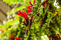 How to care for an Aeschynanthus (Lipstick Plant)