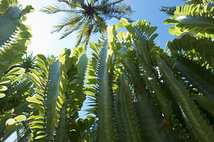 How to care for an African Milk Tree (Euphorbia Trigona)