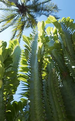 How to care for an African Milk Tree (Euphorbia Trigona)