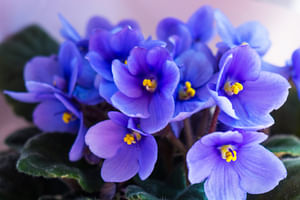 How to take care of African Violets