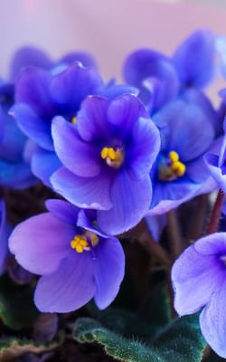 How to take care of African Violets
