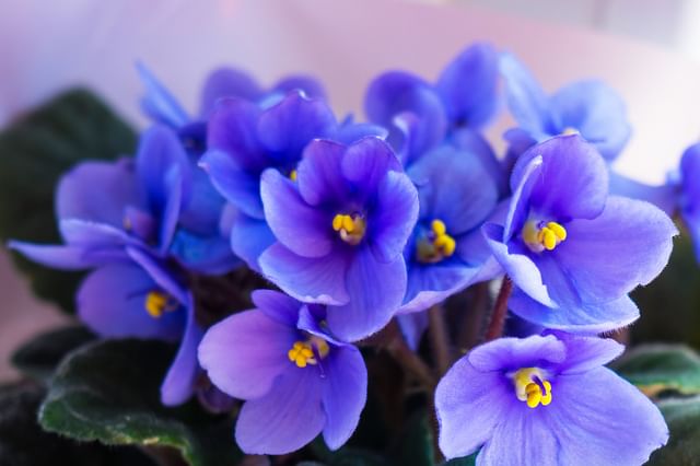 African Violets