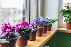 African Violet