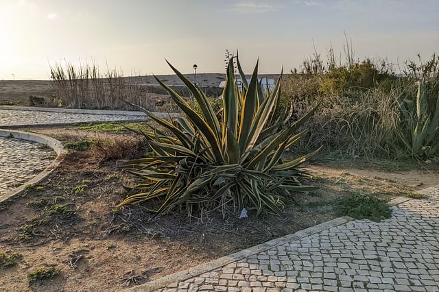 Agave growing in Portugal