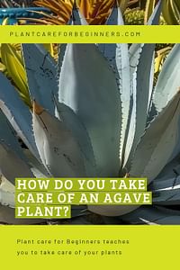 How do you take care of an Agave plant?