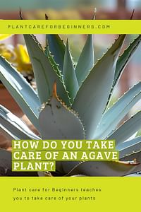 How do you take care of an Agave plant?