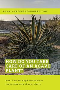 How do you take care of an Agave plant?