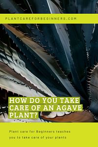 How do you take care of an Agave plant?