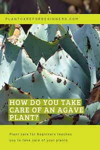 How do you take care of an Agave plant?