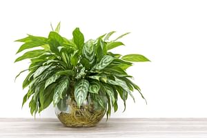 Aglaonema modestum (Chinese Evergreen)