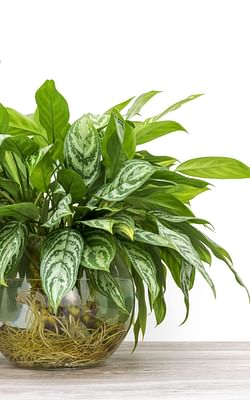 How to care for an Aglaonema (Chinese Evergreen)