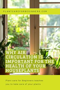 Why Air Circulation is Important for the Health of Your Houseplants