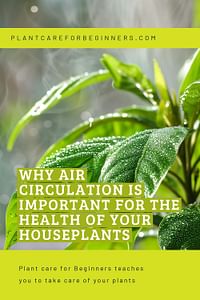 Why Air Circulation is Important for the Health of Your Houseplants