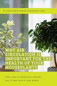 Why Air Circulation is Important for the Health of Your Houseplants