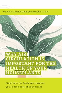 Why Air Circulation is Important for the Health of Your Houseplants