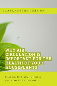 Why Air Circulation is Important for the Health of Your Houseplants