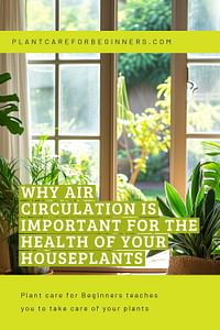Why Air Circulation is Important for the Health of Your Houseplants
