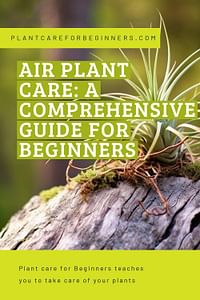 Air plant care: a comprehensive guide for beginners
