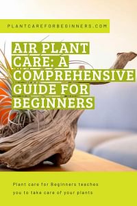 Air plant care: a comprehensive guide for beginners