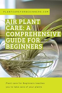 Air plant care: a comprehensive guide for beginners