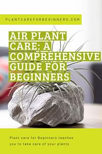 Air plant care: a comprehensive guide for beginners