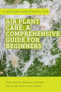 Air plant care: a comprehensive guide for beginners