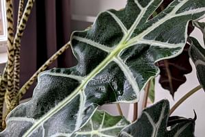 A beginner's guide to watering your houseplants