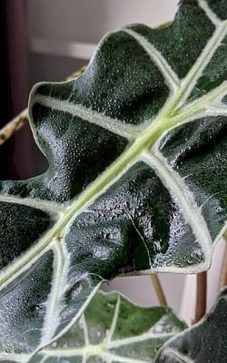 A beginner's guide to watering your houseplants