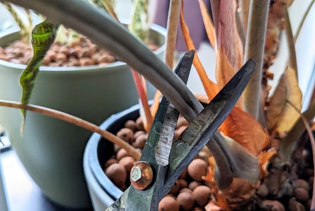 Alocasia Polly ready to be pruned