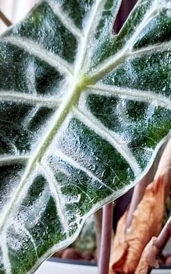 How to care for an Alocasia Polly