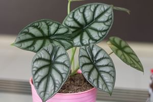 Alocasia Silver Dragon
