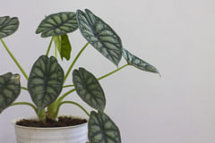 How to care for an Alocasia Silver Dragon