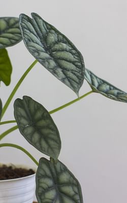 How to care for an Alocasia Silver Dragon