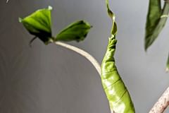 How to prepare your houseplants for the Spring