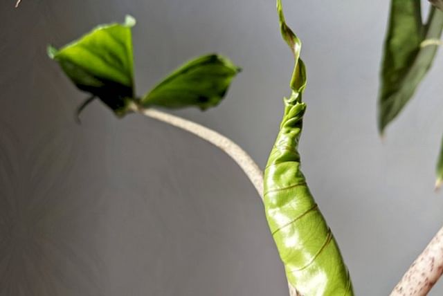 alocasia-stingray-in-the-sun.jpg