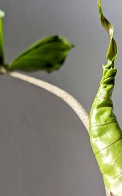 How to prepare your houseplants for the Spring